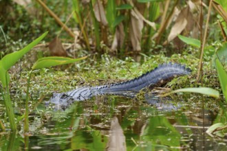 American alligator (Alligator mississippiensis), in the water, spring, Shark valley, Everglades