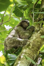 Brown-throated sloth (Bradypus variegatus) climbing a tree, Cahuita National Park, Costa Rica,