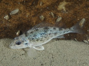 A speckled ruffe (Gymnocephalus cernua) lies on the sandy bottom, dive site Ermitage, Küsnacht,