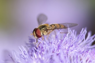 Common hoverfly (Eupeodes corollae) adult insect feeding on garden flower in summer, England,