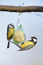 Great tit (Parus major) and blue tit (Cyanistes caeruleus, syn.: Parus caeruleus), two birds at a