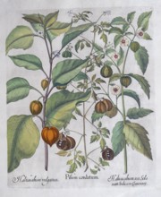 Bladder cherry or lampion flower (Physalis Alkekengi), balloon plant or heart seed (Cardiospermum