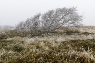 Marram Grass with hoar frost and windblown dunes in the dune landscape in the fog on Norderney,