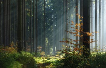 Spruce forest in autumn with fog, sun shining through the tree trunks, young beech trees with