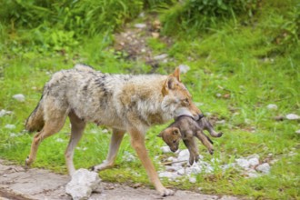 A female eurasian gray wolf (Canis lupus lupus) carries a pup to another, safer, den