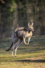 Eastern Gray Kangaroo (Macropus giganteus) jumping on a meadow, captive, occurance Australia,