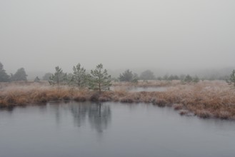 View of a frozen pond in the moor with hoarfrost frozen vegetation, landscape photo, nature photo,