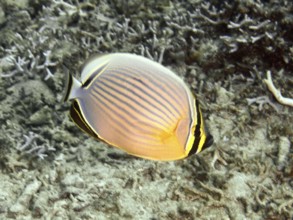 A butterflyfish with stripes, Pacific rib butterflyfish (Chaetodon lunulatus), swimming over a