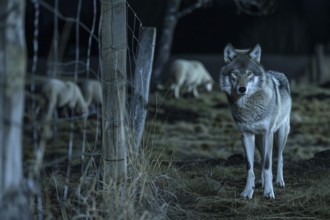 A wolf stands at a pasture fence at night and observes a grazing flock of sheep, symbolic image for