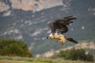 Bearded Vulture (Gypaetus barbatus) adult bird in flight with mountains in the backround, Pyrenees,