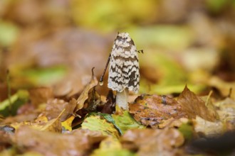 Magpie mushroom (Coprinopsis picacea) growing in a forest in autmn, Bavaria, Germany, Europe