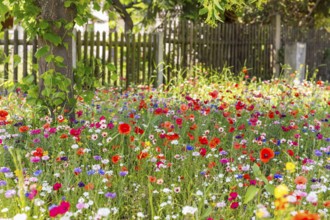 Colourful and species-rich flowering meadow in bloom, Saxony, Germany, Europe