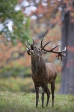 Red deer (Cervus elaphus) adult male stag roaring during the rutting season in a woodland in