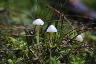 Mushrooms in the forest, Autumn, Saxony, Germany, Europe