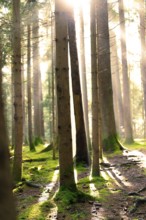 Rays of light fall through the canopy into a moss-covered forest, Unterhaugstett, Black Forest,