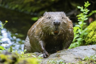 Eurasian beaver (Castor fiber) on the ground in the evening, Bavaria, Germany, Europe
