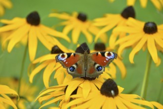 Peacock butterfly (Aglais io) in a garden on a flower of Rudbeckia fulgida (Rudbeckia fulgida),