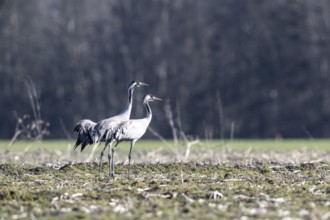 Cranes (Grus grus), Emsland, Lower Saxony, Germany, Europe