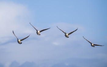 Canada Goose (Branta canadensis) birds in flight over Marshes