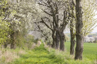 Fruit tree avenue in bloom, meadow path with flowering cherry trees (prunus) near Zaschwitz,