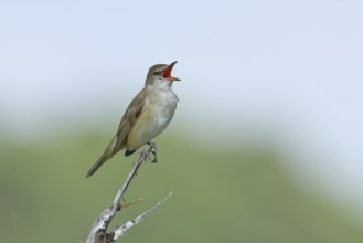 Great Reed Warbler (Acrocephalus arundinaceus) with open beak, singing, twittering, sitting on a