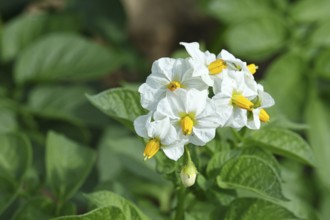 Close-up of a flowering potato plant (Solanum tuberosum), potato blossom, Wilnsdorf, North
