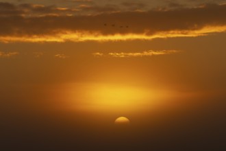 Orange-coloured sunset with clouds and flying birds in the sky, sunrise near Zingst, Western
