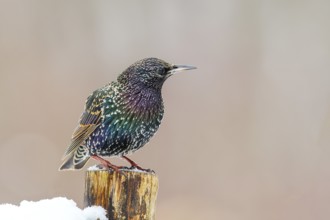 Starling, Common starling (Sturnus vulgaris) standing on a fence post in winter, Wildlife, Winter,