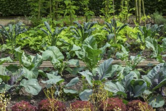 Garden with various vegetable plants, including kale and lettuce, arranged in rows, with lush green