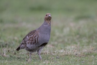 Gray partridge (Perdix perdix), Emsland, Lower Saxony, Germany, Europe