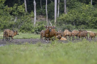 Bongo antelopes (Tragelaphus eurycerus) in the Dzanga Bai forest clearing, Dzanga-Ndoki National