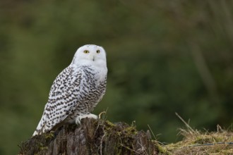 Snowy owl (Bubo scandiacus) captive, Czech Republic, Europe