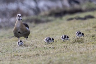 Egyptian goose (Alopochen aegyptiaca) with young, Emsland, Lower Saxony, Germany, Europe