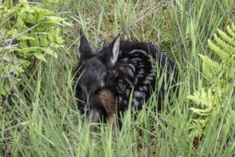 Fawn (Capreolus capreolus), newborn in a meadow, Emsland, Lower Saxony, Germany, Europe