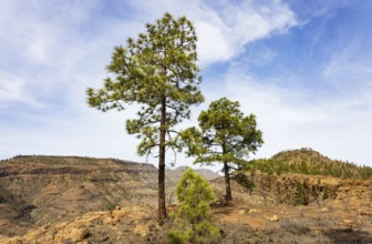 Pine tree in the Palmitos mountains, Gran Canaria, Canary Islands, Spain, Europe