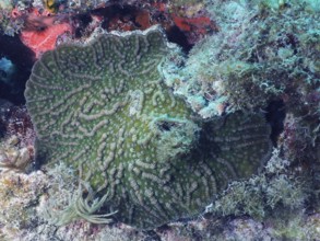 Green cactus coral (Mycetophyllia ferox) with characteristic pattern on a reef, dive site John