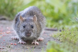A young Norway rat (Rattus norvegicus) sits on a path in the countryside and looks curiously ahead,