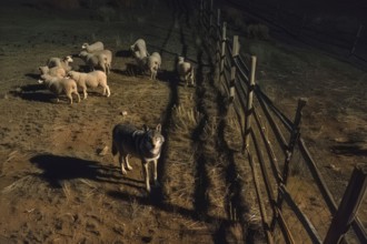 Aerial view, Top down view, A wolf stands at a pasture fence at night and observes a grazing flock