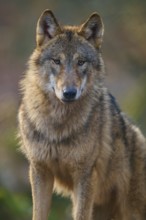 Wolf (Canis lupus), standing upright in natural surroundings and looking curiously, Germany, Europe