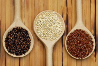Quinoa, black, white and red, Quinoa (Chenopodium quinoa) Inca grain, Peru rice