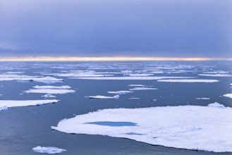 Ice sheet in the polar sea in Arctic ocean, Svalbard, Norway, Europe