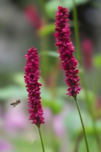 Candle knotweed (Persicaria amplexicaulis), North Rhine-Westphalia, Germany, Europe