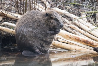 A beaver (Castor fibre) sits by the water surrounded by gnawed branches in a humid environment,