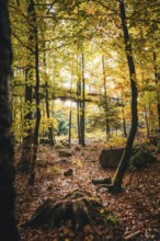 Autumn forest with treetop path and sunlight, Sommerberg, Bad Wildbad, Black Forest, Germany,