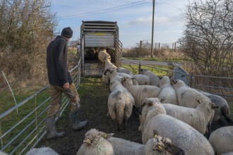 Shepherd loading his sheep into a double-decker livestock trailer, Mecklenburg-Western Pomerania,