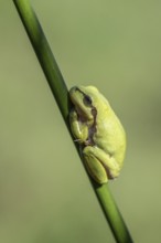 Tree frog (Hyla arborea), Lower Saxony, Germany, Europe