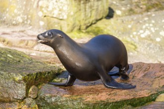 California sea lion (Zalophus californianus), at the shore of the sea, captive, Germany, Europe
