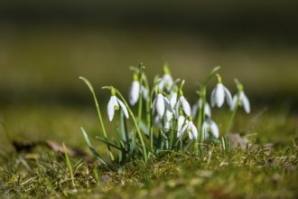 Common snowdrops (Galanthus nivalis) in flower in spring on a meadow on a sunny day, Bavaria,