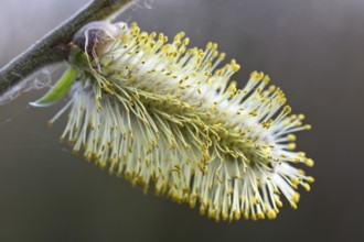 Close-up of the inflorescence of the willow bush, willow catkins, Flusslandschaft Peenetal nature
