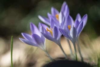 Elf crocus (Crocus tommasinianus), Emsland, Lower Saxony, Germany, Europe